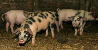 Tańszy schabowy z zagranicy. Importowana wieprzowina zalewa Polskę