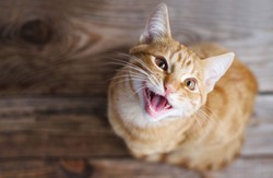 Garfield z Efezu. Ruda sensacja w starożytnym mieście