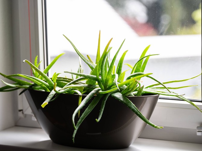 Aloe vera je odlična za negovanje biljaka