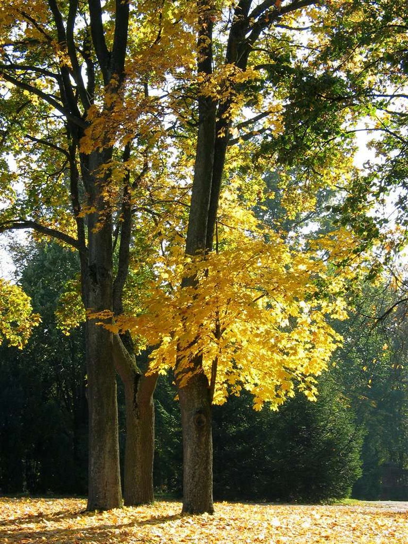 Prognoza pogody. Jeszcze będzie słonecznie! Aż do... 