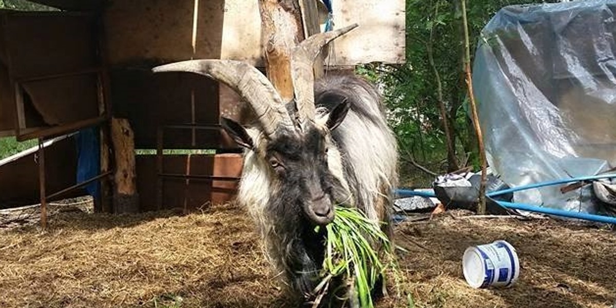 Fiołek ma około 6 lat. Większość swojego życia spędził przykuty łańcuchem do drzewa. Teraz szuka odpowiedzialnego właściciela.