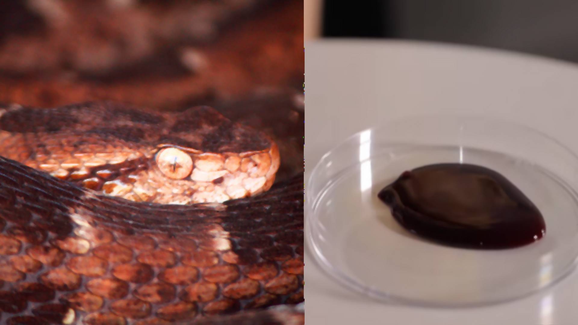 Co jad węża robi z krwią człowieka? Teraz wiemy, dlaczego te gady są tak niebezpieczne