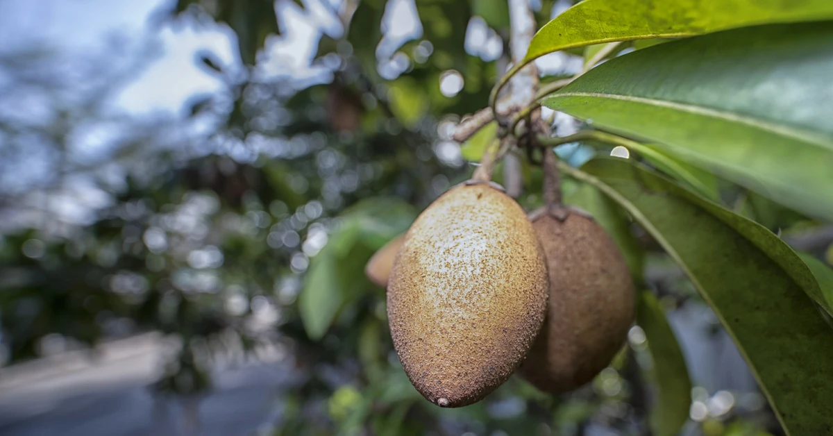 Owoc o smaku toffi? Reguluje poziom cukru we krwi. Kup zamiast słodyczy