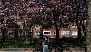 Blooming trees in Dublin city center during the COVID-19 lockdown.Artur Widak/Getty Images