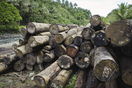 COP26. Jest pierwsze światowe porozumienie. Ma uchronić lasy