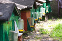 Pszczoły przygotowywują się do jesieni