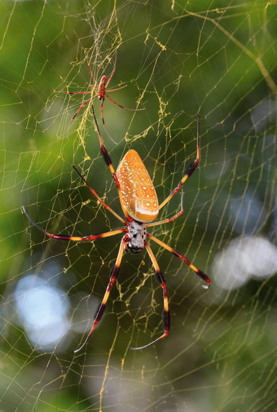 Prządka (Nephila) należy do największych pająków sieciowych. Samce bywają tu nawet 100-krotnie mniejsze od samic.