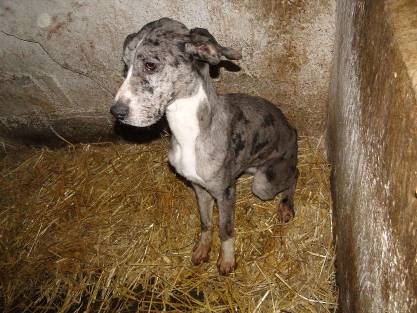 Znasz kogoś, kto bije zwierzęta? Lepiej to przeczytaj