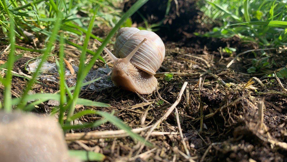 Winniczki zbiera się rano. Profesjonalny zbieracz dostarcza do skupu nawet ok. 40 kg dziennie.