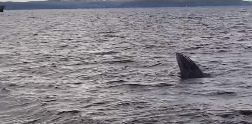 Wieloryb w Zatoce Gdańskiej. Zaplątał się w sieci!