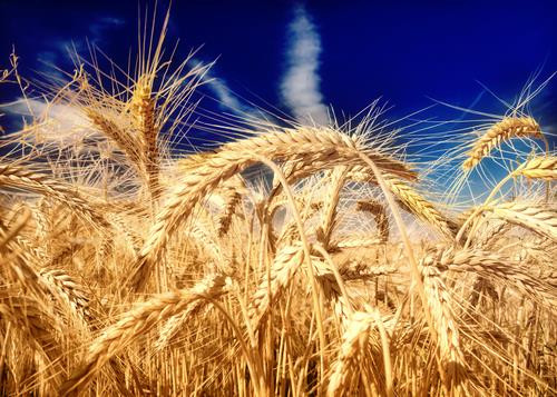 Gluten jest składnikiem zbóż