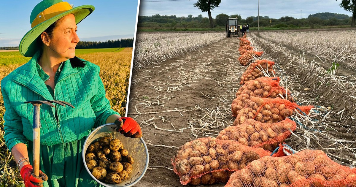 "Królowa ziemniaka" bije na alarm. "Nigdy nie byłam w takiej sytuacji"