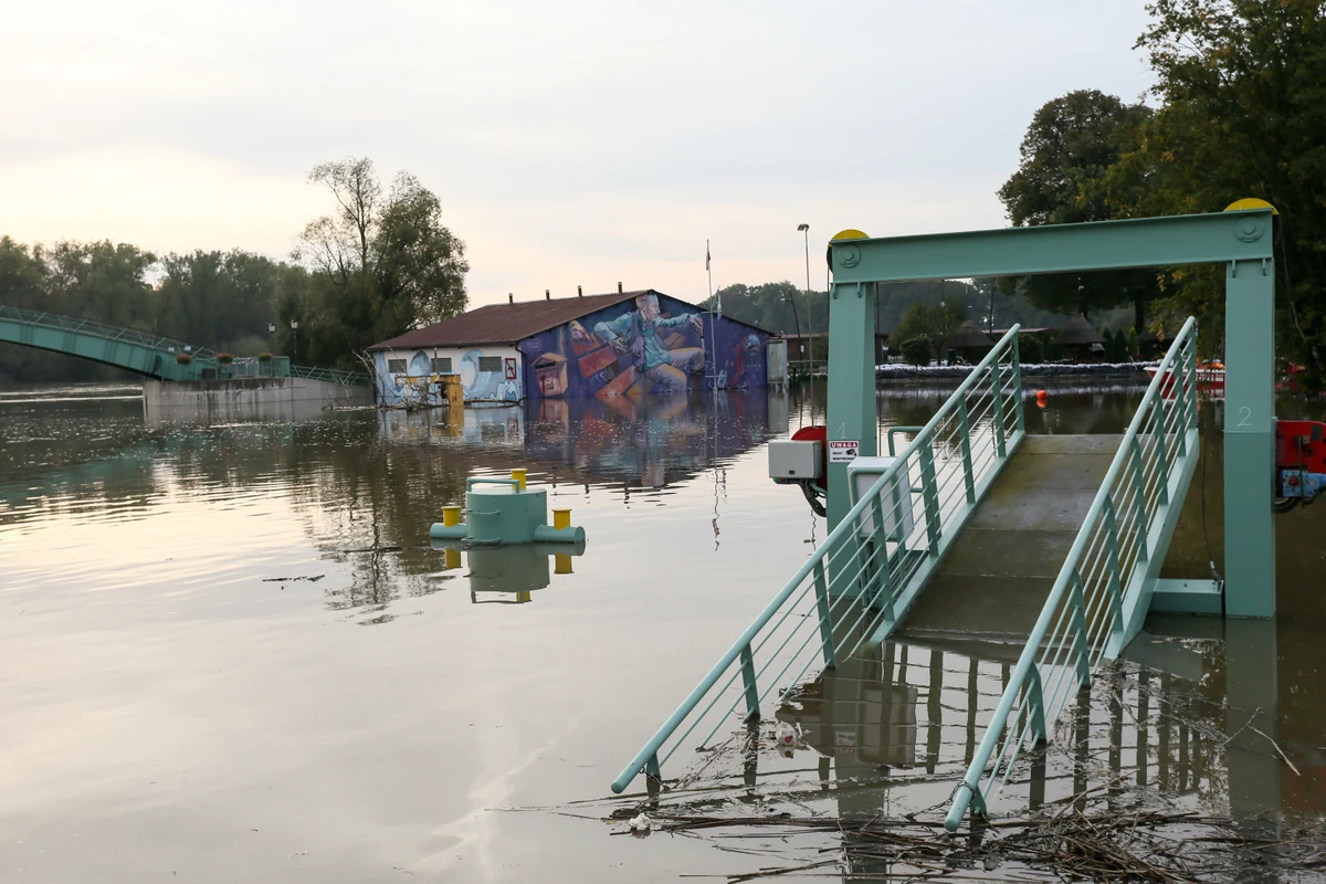  Niecodzienne zjawisko. Setki pająków i mrówek na Odrze po powodzi