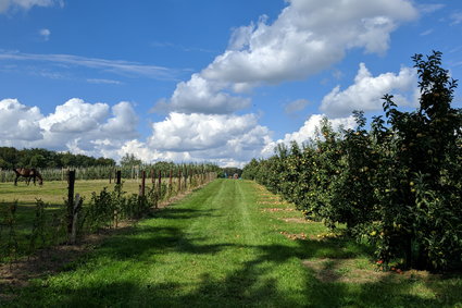 Tysiące wniosków o pomoc. Sadownicy i plantatorzy liczą na pieniądze