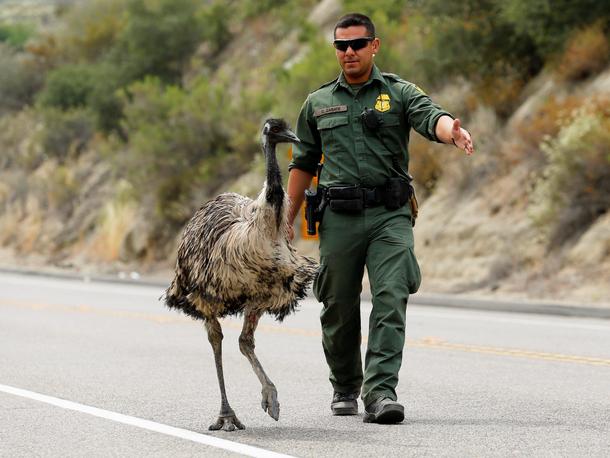 U.S. Customs and Border Patrol officer Constantino Zarate tries to heard an Emu off the highway near