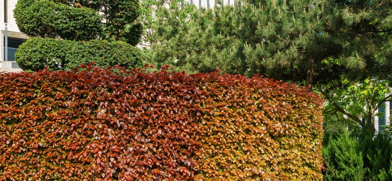 Co zamiast tui szybko rosnące? Ten krzew idealnie nadaje się na żywopłot