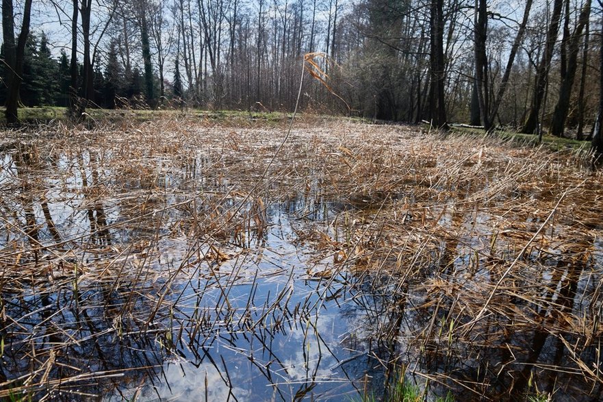 Tereny zielone na Złotnie 