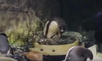 Homoseksualne pingwiny zaopiekowały się porzuconymi jajami. Zostali rodzicami!