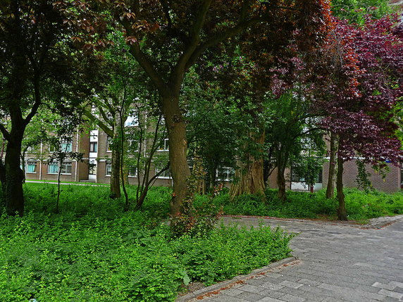 Drzewa miejskie w Amsterdamie 
