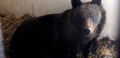 Dramat niedźwiedzicy. Ma padaczkę i nie wiadomo czy przeżyje! FOTO