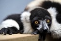 LEMUR