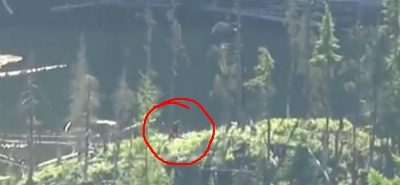 Yeti nagrany komórką w Kanadzie? Internauci dyskutują