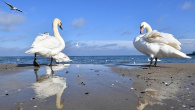 Ptasia grypa nad Zatoką Pucką. Zebrano pół tysiąca martwych ptaków