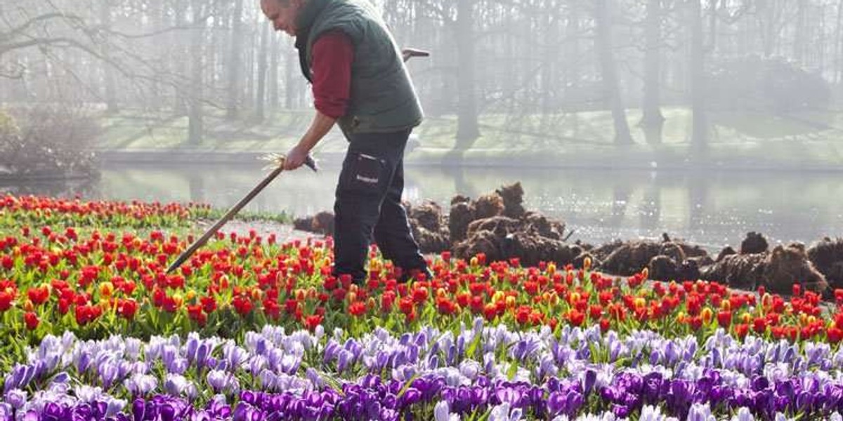 Będzie tulipan imienia Komorowskiej