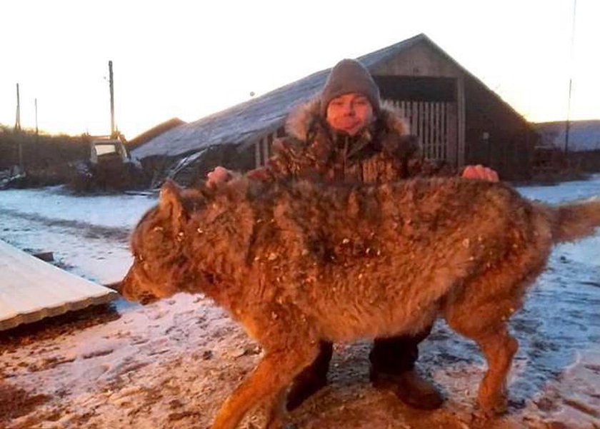 Rolnik zabił wilka gołymi rękami