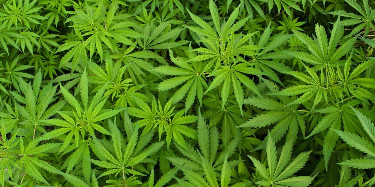 Marihuana pomoże w leczeniu koronawirusa?