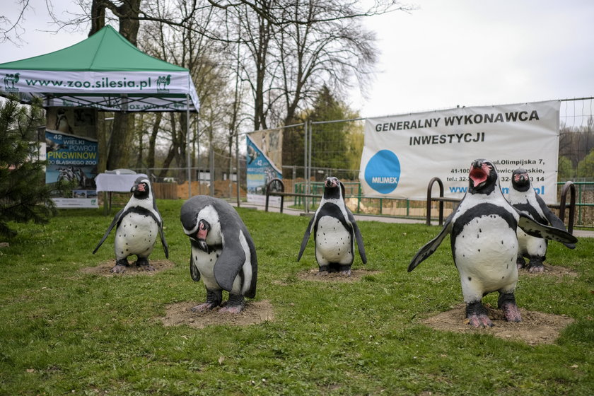 W zoo zamieszkają pingwiny