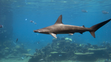 Rekiny w Australii będą ostrzegać o swojej obecności dzięki Twitterowi