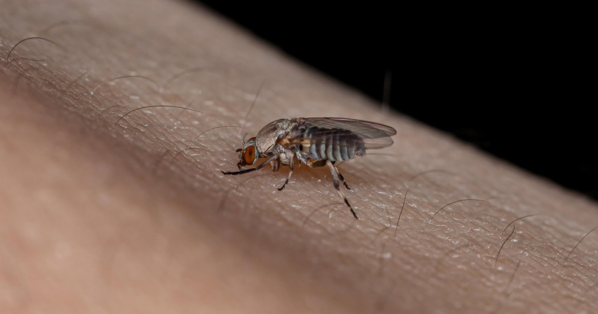 Są niepozorne, ale ich ugryzienia bardzo bolesne. Koniecznie wypróbuj ten domowy sposób na meszki