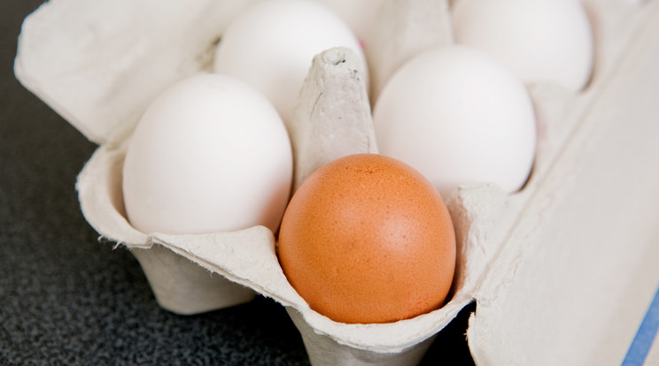 Ezért barna vagy fehér a tojás héjának a színe / Fotó: Northfoto