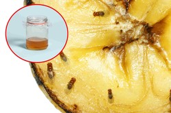 Masz w domu inwazję muszek owocówek? Ta prosta pułapka rozwiąże problem
