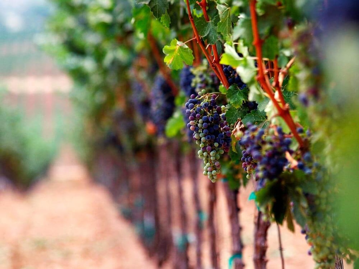 Polski gigant przejął wielkie winnice w Mołdawii, Bułgarii i Rumunii. 2000 hektarów