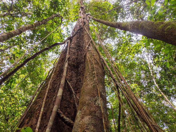 Drzewo w Amazonii - zdjęcie ilustracyjne