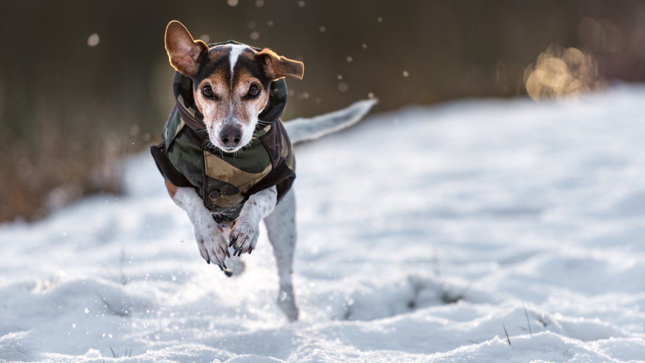 Pies na zimowym spacerze (zdj. ilustracyjne)