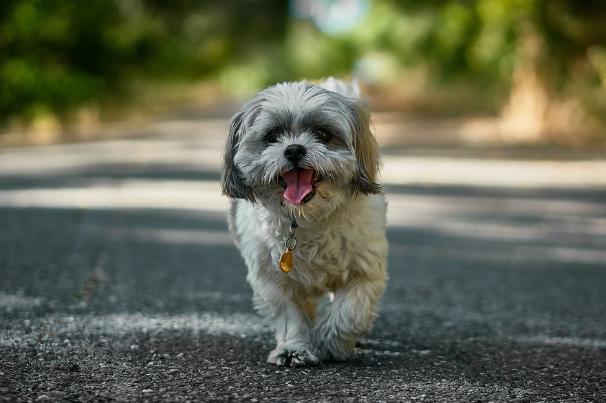 Shih tzu - Nikolay Tchaouchev/unsplash.com