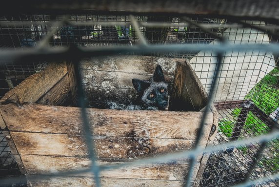 Andrew Skowron fotografuje prawdziwe życie zwierząt na fermach przemysłowych, fot. Andrew Skowron