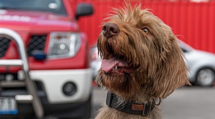 A Fővárosi Katasztrófavédelmi Igazgatóság elbúcsúzott Kabostól, a tűzvizsgáló kutyától