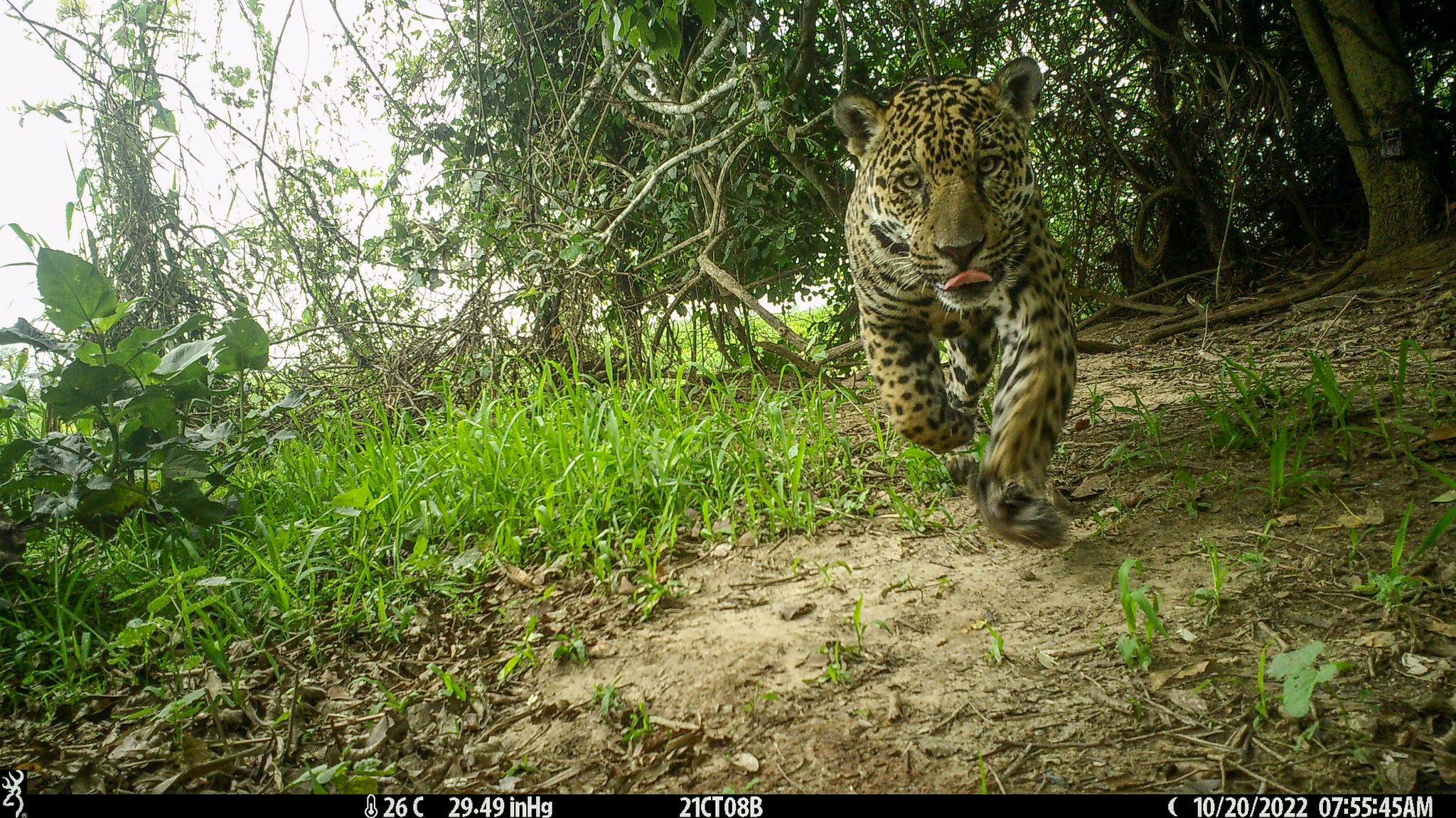 Pantanal-Feuchtgebiete retten Jaguare vor Klimakatastrophen