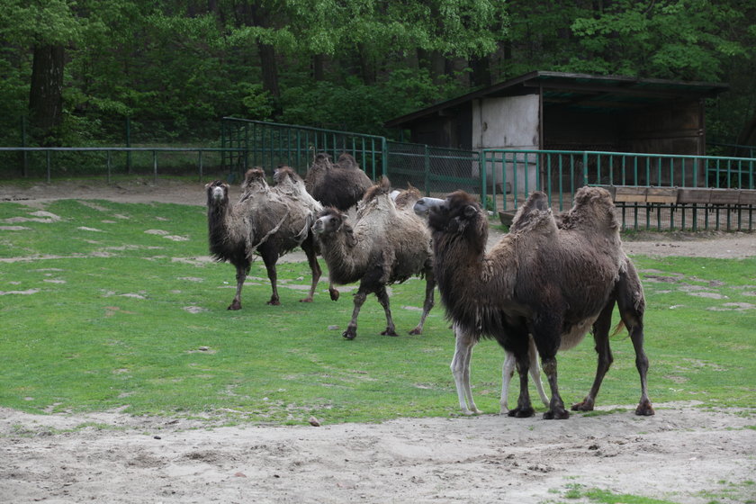 Wielbłądy w gdańskim zoo