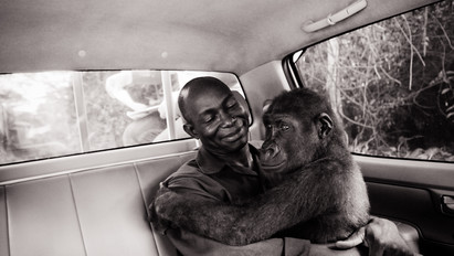 Az év természetfotója lett az életét megmentő férfit átölelő gorilla képe