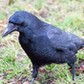 carrion crow