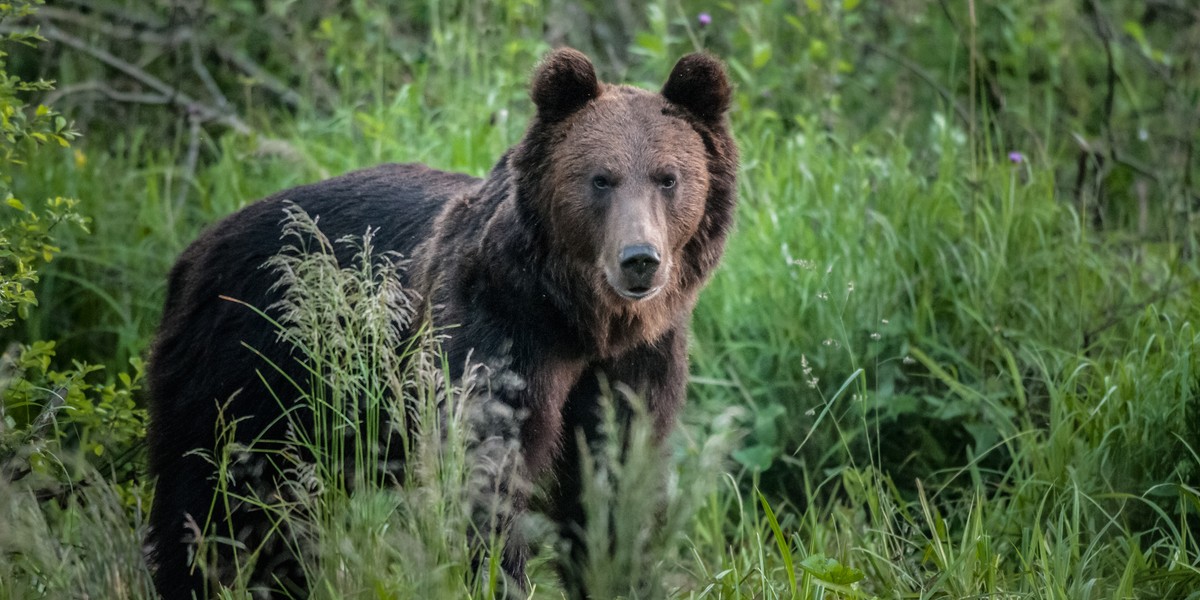 W Lasach Podkarpacia Policzono Zwierzęta W podkarpackich lasach policzono zwierzęta, m.in. żubry i niedźwiedzie