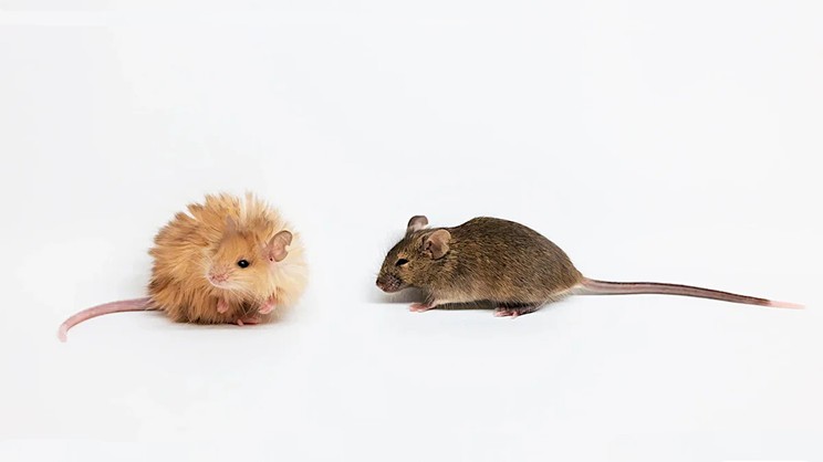 Scientists have created a new animal species in a laboratory