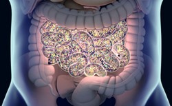 Zmieniona bakteria E. coli leczy jelita