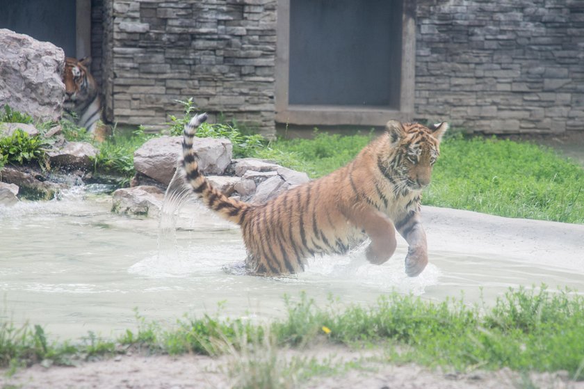 Odwiedź krakowskie zoo