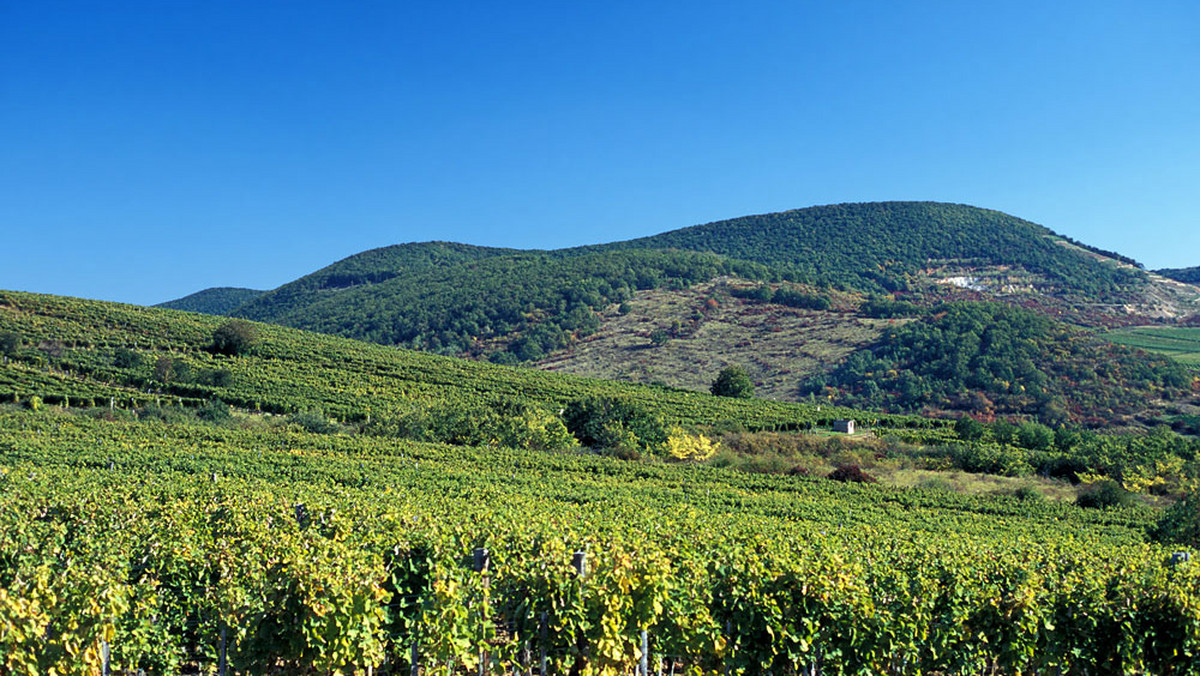 Od sierpnia do października wszystko na Węgrzech kręci się wokół wina. Liczne festiwale zapraszają turystów do winobrania, wspólnego świętowania i degustacji wspaniałych węgierskich win.
